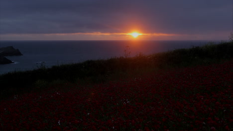 View-of-a-golden-sunset-with-poppies-in-the-foreground-off-the-Cornwall-coast,-Panning-shot