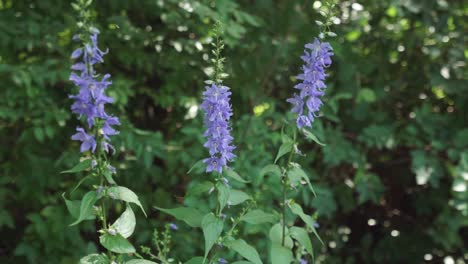 Tracking-shot-toward-a-violet-and-green-American-bellflower-plant-in-a-forest
