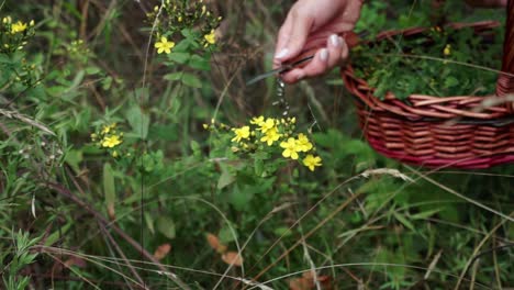 Medium-shot-of-hands-foraging-wild-spotted-St-John’s-wort-in-a-field