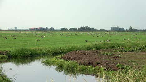 Wide-shot-of-a-rural-Dutch-polder-landscape-with-a-very-large-number-of-wild-greylag-geese-resting-on-the-ground-during-migration-season