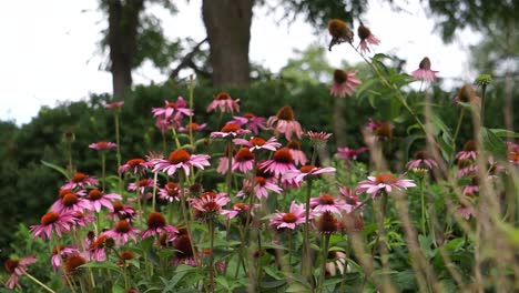 Pink-flowers-in-park---bee-flies-by