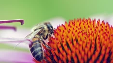 A-macro-close-up-shot-of-a-honey-bee-collecting-nectar-from-pink-and-orange-cone-flower