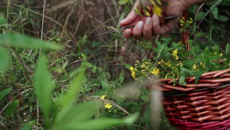 Tracking-shot-of-hands-cutting-wild-spotted-St-John’s-wort-with-knife