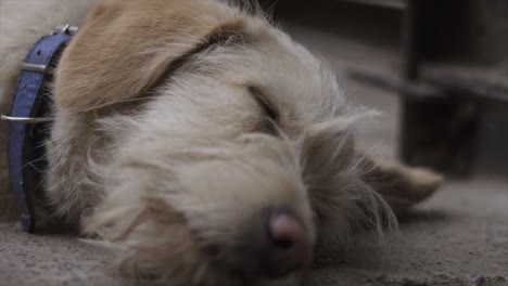 4k-Zeitlupenporträt-Gelber-Kleiner-Hund