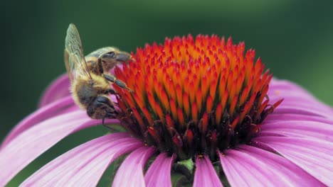 Honigbiene-Läuft-Auf-Einer-Lila-Und-Orangefarbenen-Kegelblume-Und-Fliegt-Davon