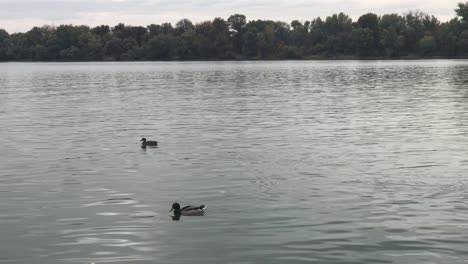 Zwei-Enten,-Die-Bei-Sonnenuntergang-Auf-Der-Ruhigen-Donau-Stromaufwärts-Schwimmen