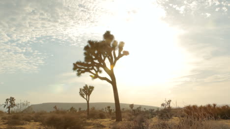 desert-landscape-in-the-bright-sun