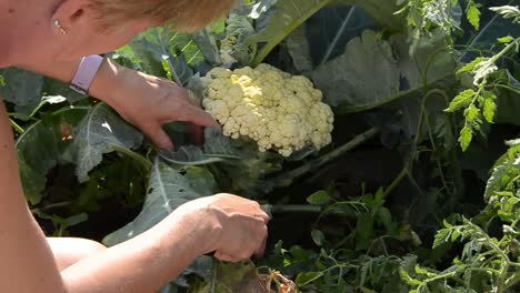 Female-gardener-harvesting-a-fresh-healthy-cauliflower-head-with-large-florets-from-raised-vegetable-bed