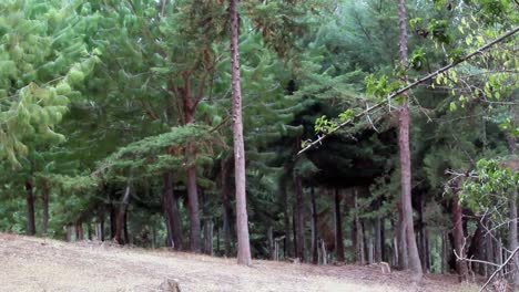 Bosque-Verde-Con-Cubierta-De-árboles-En-La-Parte-Sur-De-Kenia