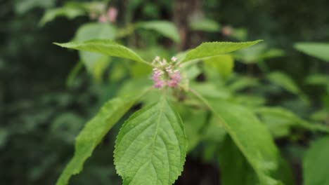 Dolly-in-to-pink-flowers-on-a-beautyberry-bush,-Callicarpa-americana