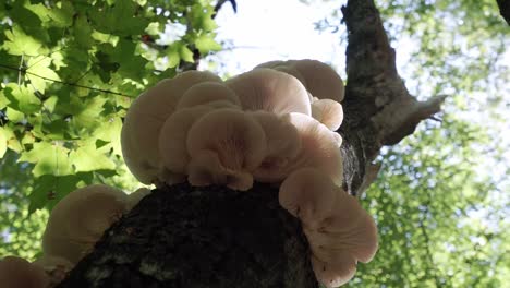 Oyster-mushrooms-growing-on-a-tree,-releasing-spores,-low-angle
