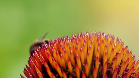 Eine-Makro-Nahaufnahme-Einer-Honigbiene,-Die-Nektar-Aus-Rosa-Und-Orangefarbenen-Blüten-Sammelt