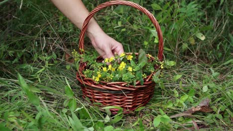 Medium-shot-of-hand-placing-wild-spotted-St-John’s-wort-into-a-basket