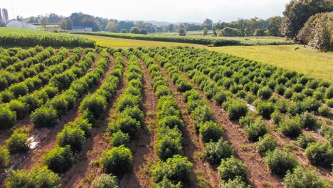 Aerial-fast-flight-above-field-of-hemp-marijuana-plants-grown-at-rural-Amish-Lancaster-County-Pennsylvania-farm