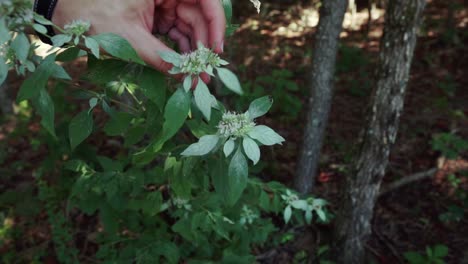 Hands-cutting-wild-mountain-mint-with-a-knife-in-the-forest,-slow-motion