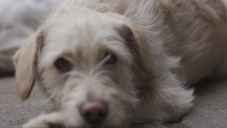 4k-Zeitlupenporträt-Gelber-Kleiner-Hund