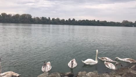 Flock-of-swans-on-Danube-river