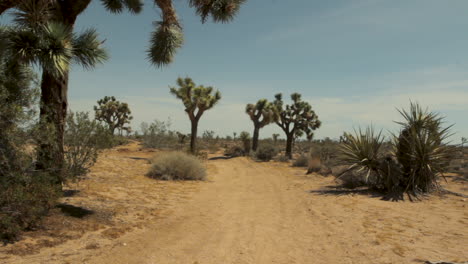 desert-landscape,-walking-path,-tall-cacti