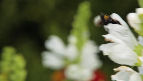 Bumble-bee-collects-pollen-from-a-snapdragon-white-flower-plant