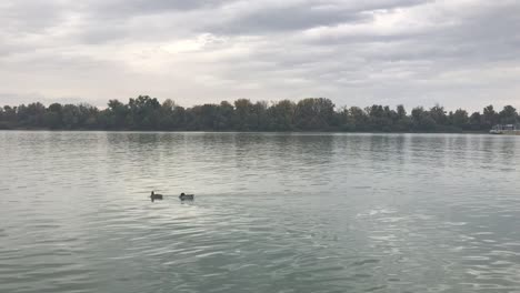 Frachtschiff-Auf-Der-Durchreise-Im-Hintergrund-Und-Zwei-Enten,-Die-Auf-Der-Donau-Schwimmen