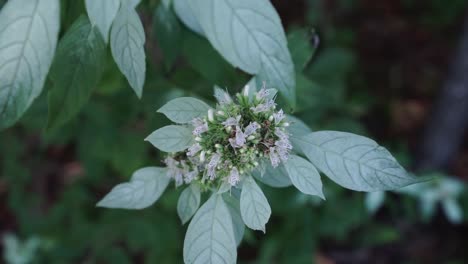 Close-up-of-wild-mountain-mint-growing-in-a-North-American-forest