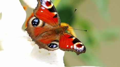 European-Peacock-butterfly-sits-on-a-white-flower
