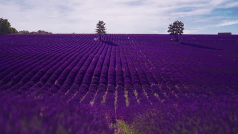 4k-Uhd-Cinemagraph-Eines-Wunderschönen-Lavendelfeldes-In-Der-Berühmten-Provence-An-Der-Côte-D&#39;Azur-In-Frankreich