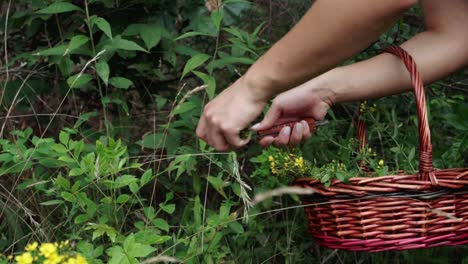 Slow-motion-tracking-shot-of-spotted-St-John’s-wort-being-foraged