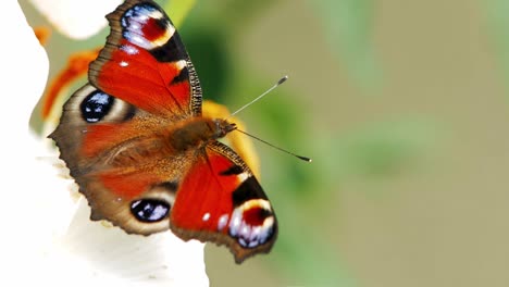 European-Peacock-butterfly-sits-on-a-white-flower