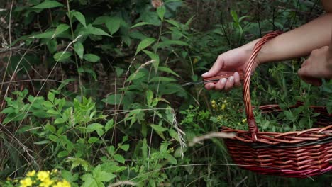 Spotted-St-John’s-wort-being-foraged-and-placed-into-a-basket
