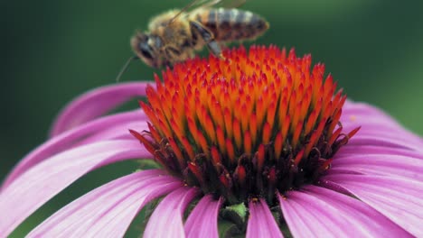 Honey-Bee-collects-pollen-from-a-purple-and-orange-cone-flower
