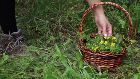 Foraged-spotted-St-John’s-wort-being-placed-into-a-basket-on-the-ground