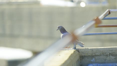 close-up-of-pigeon-in-the-flying-off-a-rooftop