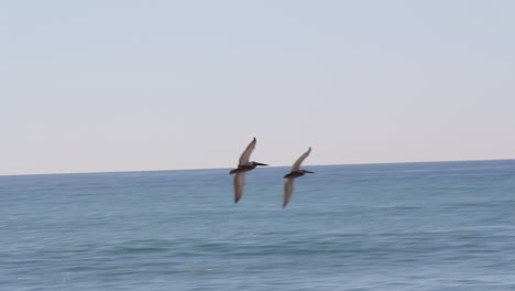 Zwei-Möwen-überfliegen-Ozean-Und-Wellen