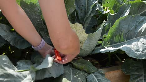 Female-gardener-cutting-healthy-large-green-cauliflower-leafs-with-garden-shears-in-preparation-of-harvesting-vegetable-for-eating