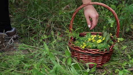 Foraged-spotted-St-John’s-wort-being-placed-into-a-basket,-slow-motion