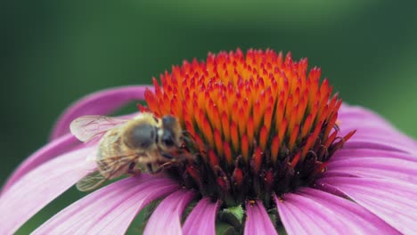 Honigbiene-Sammelt-Pollen-Von-Einer-Purpurroten-Und-Orangefarbenen-Kegelblume