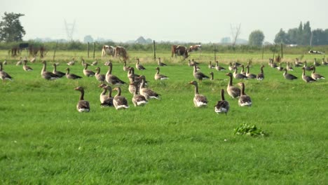 A-large-gaggle-of-wild-greylag-geese-resting-in-a-green-polder-grassland-in-Holland-during-migration-season,-cows-in-the-background
