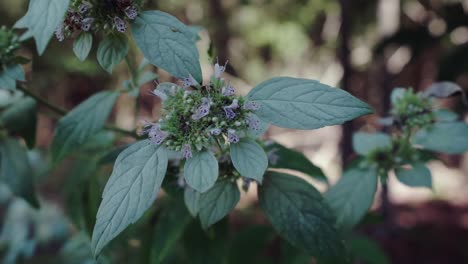 Closeup-of-the-wild-herb-mountain-mint-swaying-in-the-wind