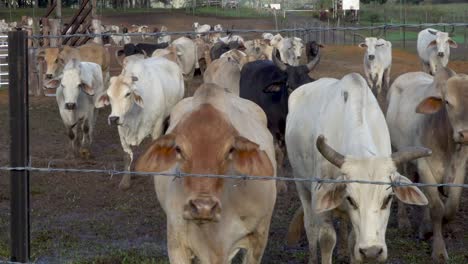 Herd-of-beef-cattle-walk-toward-barb-wire-fence-and-camera,-Asian-breed