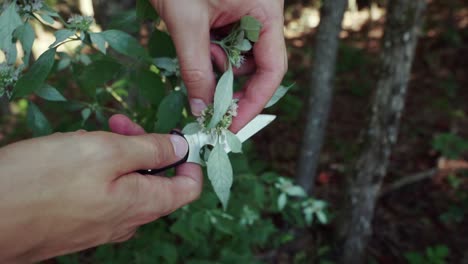 Hands-foraging-wild-mountain-mint-with-a-knife-in-the-forest