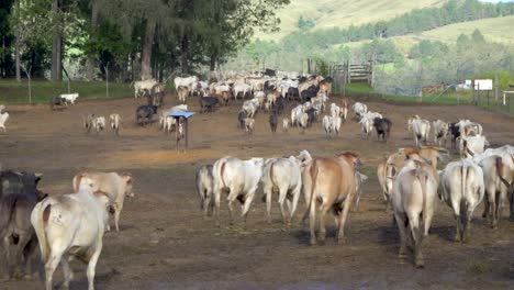 Herd-of-Brahman-cross-beef-cattle-walk-away-from-camera-leaving-paddock