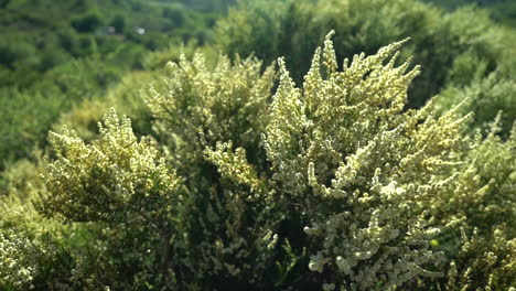 A-bush-in-green-surroundings-in-swaying-in-the-breeze,-out-of-focus-cars-can-be-seen-in-the-background