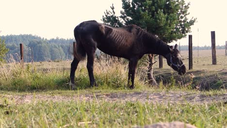 31-years-old,-very-old-and-very-skinny-horse-eating-grass-and-swinging-her-tail