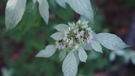 Tracking-shot-over-the-top-of-wild-mountain-mint-in-a-forest