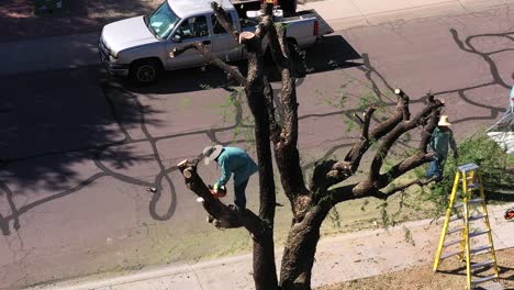 Man-with-a-chain-saw-stands-in-the-skeleton-of-a-mesquite-tree-cutting-off-one-of-the-large-limbs