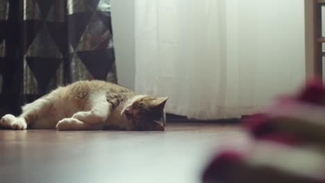 Cat-sleeping-on-the-floor