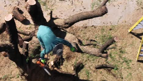 Aerial-Close-up-Mann-Balanciert-In-Den-Überresten-Eines-Mesquite-Baums,-Der-Teile-Des-Stammes-Abschneidet,-Während-Er-Geht,-Scottsdale,-Arizona