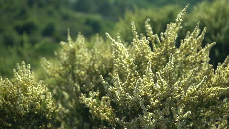 Closeup-of-blooming-bush-swaying-in-strong-wind