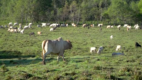 Brahman-cow-walks-toward-large-herd-of-cattle-grazing-in-meadow
